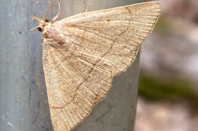 <i>Paracolax tristalis</i>