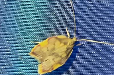 <i>Carcina quercana</i>