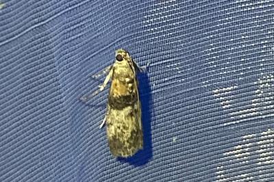<i>Sciota rhenella</i>