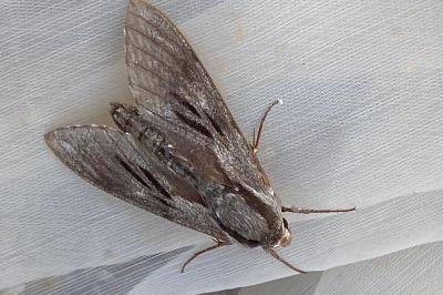 <i>Hyloicus pinastri</i>