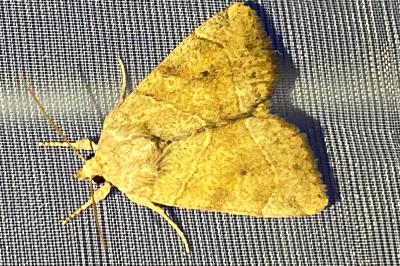 <i>Cosmia trapezina</i>