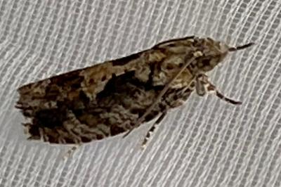 <i>Zeiraphera isertana</i>