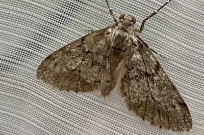 <i>Tephronia sepiaria</i>