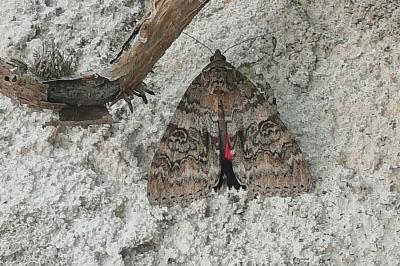 <i>Catocala nupta</i>