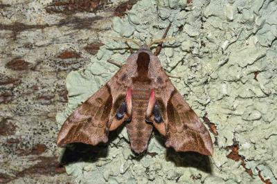 <i>Smerinthus ocellatus</i>
