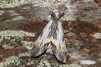<i>Harpyia milhauseri</i>