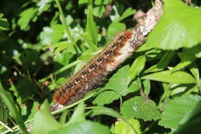 <i>Lasiocampa quercus</i>