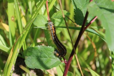 <i>Malacosoma neustria</i>