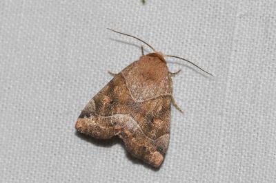 <i>Cosmia trapezina</i>
