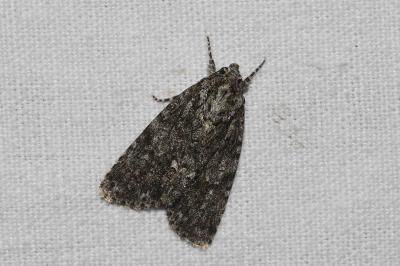 <i>Acronicta rumicis</i>