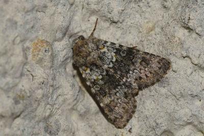 <i>Hecatera dysodea</i>