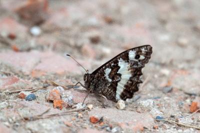 <i>Brintesia circe</i>