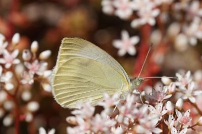 <i>Pieris rapae</i>