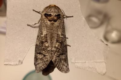 <i>Cossus cossus</i>