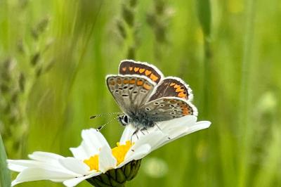 <i>Aricia agestis</i>