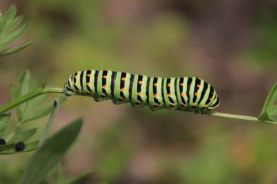 <i>Papilio machaon</i>