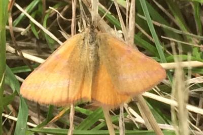 <i>Lythria purpuraria</i>
