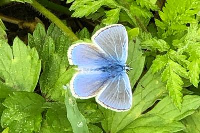 <i>Polyommatus icarus</i>