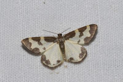 <i>Lomaspilis marginata</i>