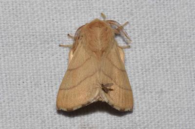 <i>Malacosoma neustria</i>