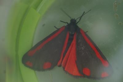 <i>Tyria jacobaeae</i>