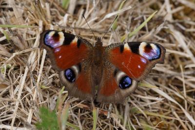 <i>Aglais io</i>