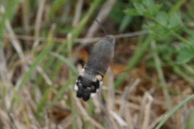 <i>Macroglossum stellatarum</i>