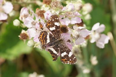 <i>Araschnia levana</i>