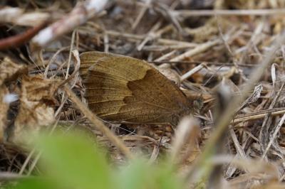 <i>Maniola jurtina</i>