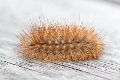<i>Diaphora mendica</i>