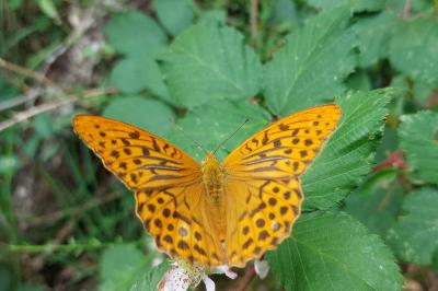 <i>Argynnis paphia</i>