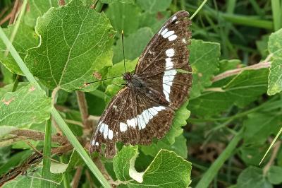<i>Limenitis camilla</i>