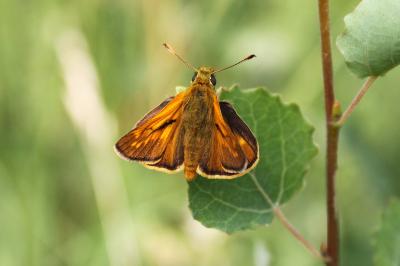 <i>Ochlodes sylvanus</i>