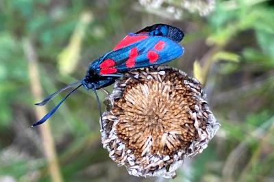 <i>Zygaena filipendulae</i>