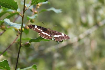 <i>Limenitis camilla</i>