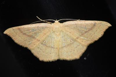 <i>Cyclophora ruficiliaria</i>