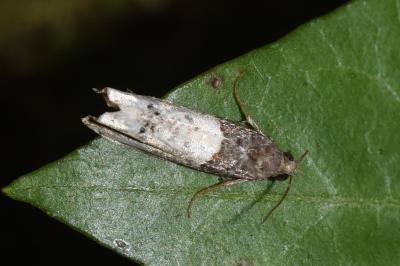 <i>Notocelia roborana</i>