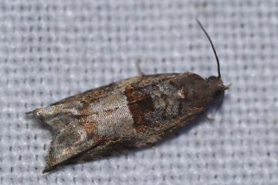 <i>Rhopobota naevana</i>