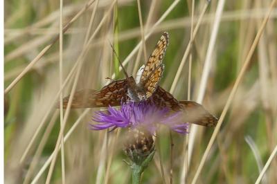 <i>Melitaea phoebe</i>