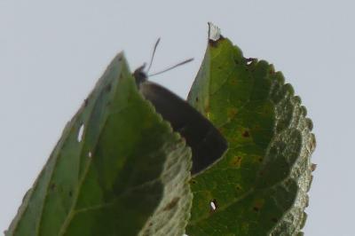 <i>Quercusia quercus</i>
