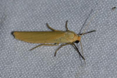 <i>Indalia pygmaeola</i>