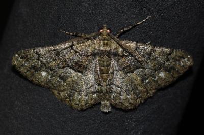<i>Peribatodes ilicaria</i>