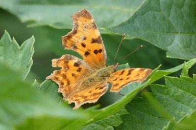 <i>Polygonia c-album</i>