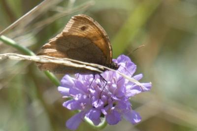 <i>Maniola jurtina</i>