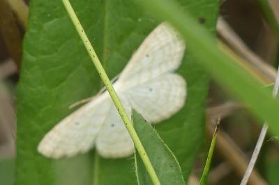 <i>Scopula immutata</i>