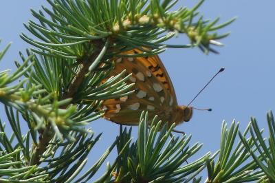 <i>Speyeria aglaja</i>
