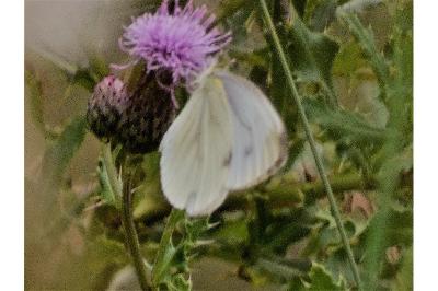 <i>Pieris napi</i>