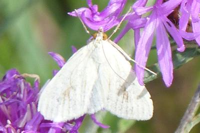 <i>Sitochroa palealis</i>
