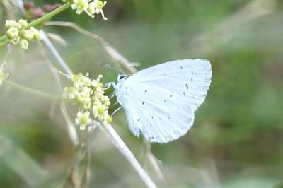<i>Celastrina argiolus</i>