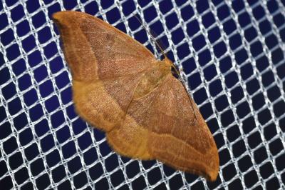 <i>Watsonalla cultraria</i>